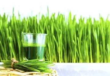 Польза хлорофилла