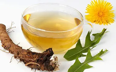 Какая польза и вред от корня одуванчика