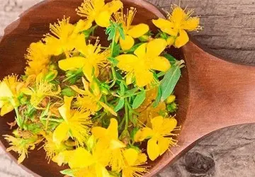 Зверобой есть ли противопоказания